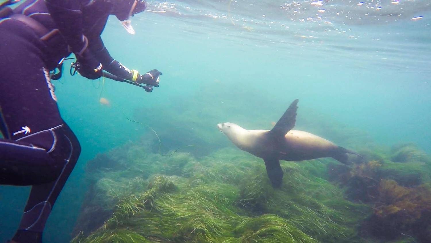 La Jolla Scuba Diving • Scuba Diver Girls