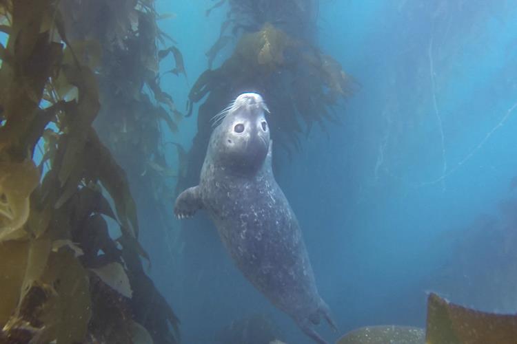 La jolla shores dive conditions