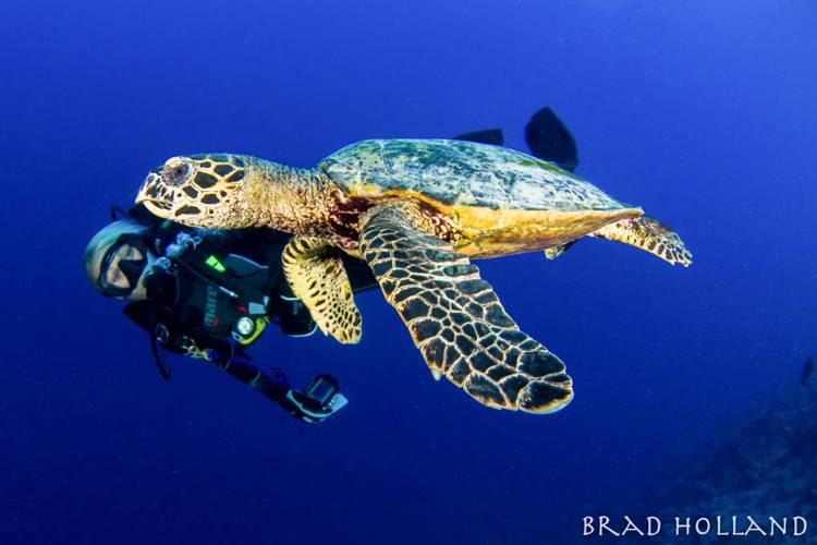 Micronesian turtle swimming with Stephanie.