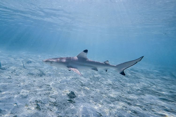 Cute blacktip baby under the sun.