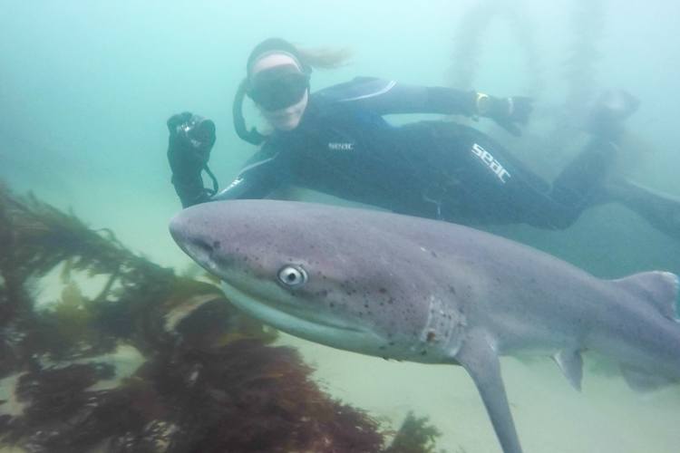 Freediving with seven gills near turtle town.