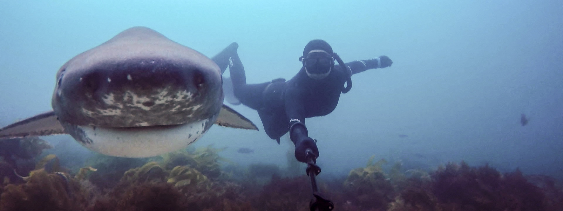 Diving with sevengill sharks in San Diego.