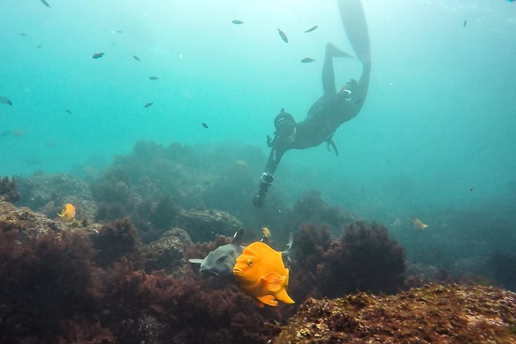 Freediving with fish in La Jolla Cove.