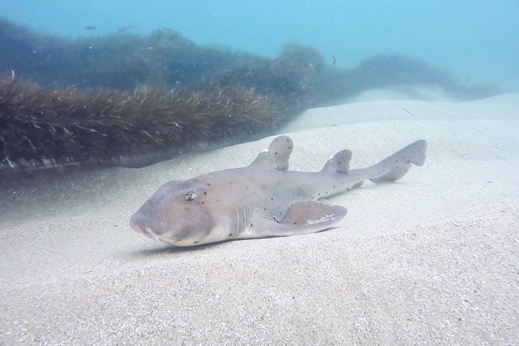 Horn shark on the sand.