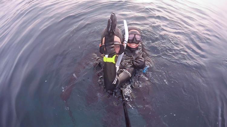 Sevengill shark diving in La Jolla Cove, San Diego