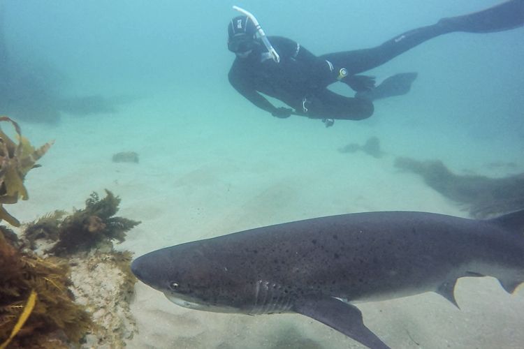 Shark diving at La Jolla Cove's rock pile.