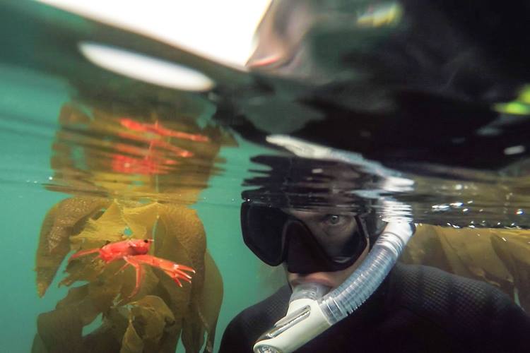 Margo with tuna crabs in the kelp.