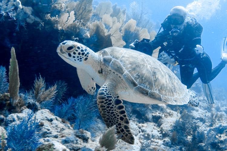 Diving with sea turtle in Key Largo.