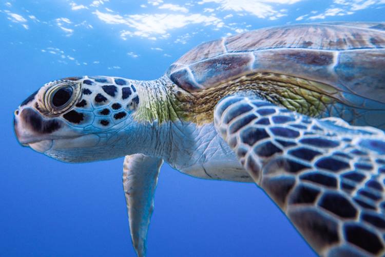 Photo from under a sea turtle.