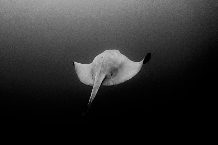 Open water photo of pelagic ray.