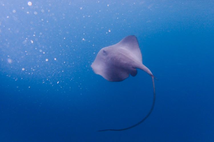 Stingrays in blue water image.