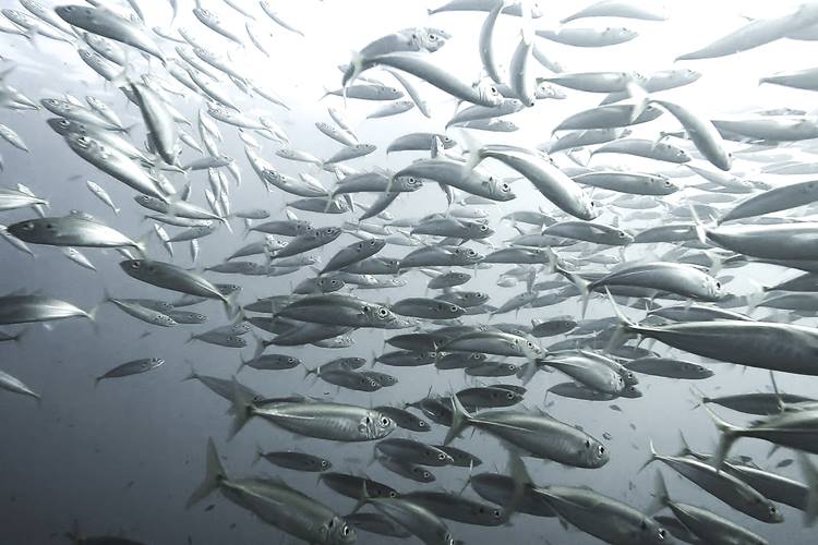 large group of mackerel in San Diego.