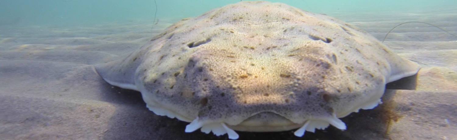 Close up shark photo in La Jolla.