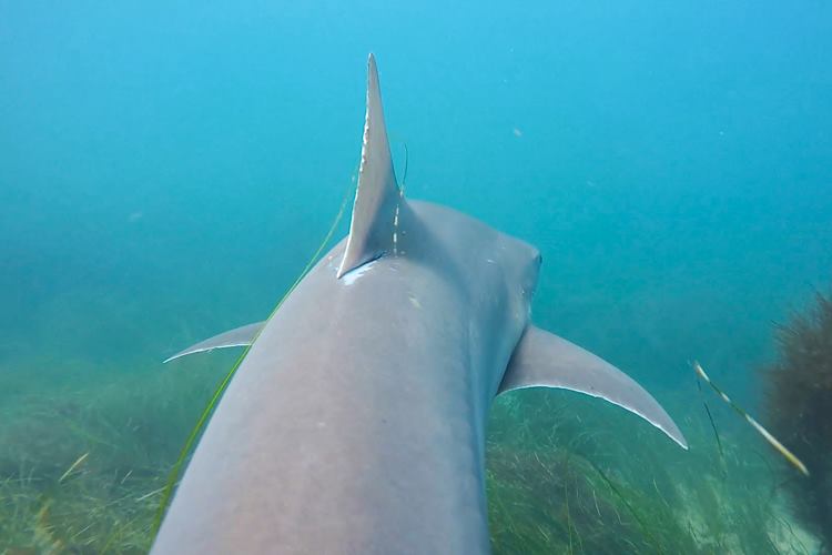 Soupfin sharks in La Jolla.