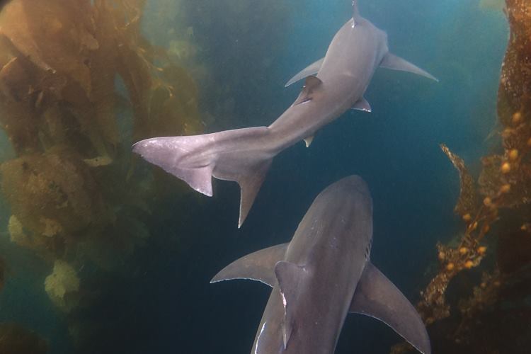 Tope sharks in San Diego.