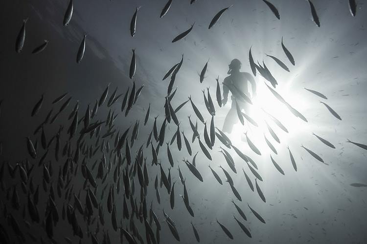 Mackerel in La Jolla.