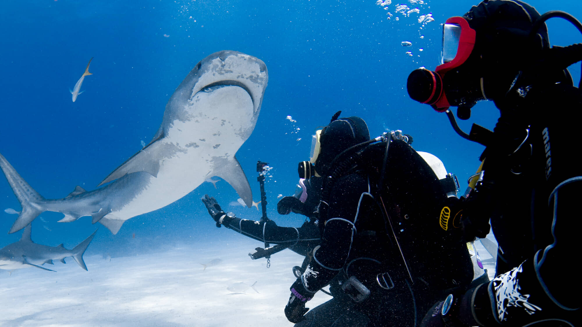 Epic Bahamas shark dive photo.