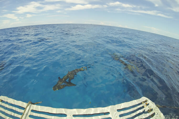 Caribbean reef sharks under boat.