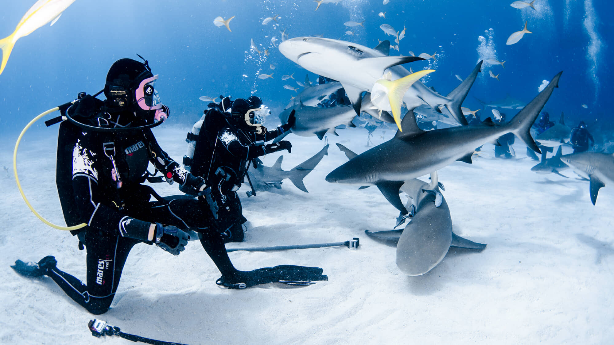 Photographing sharks on recent Bahamas trip.