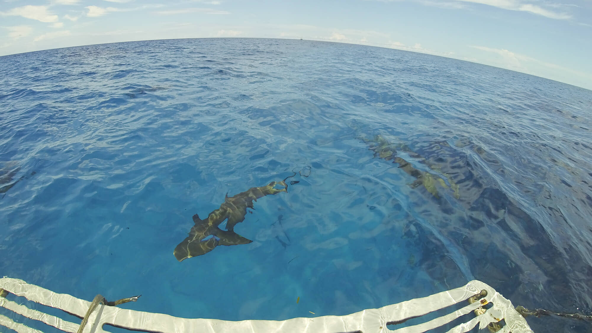 Tiger sharks schooling below our dive boat.