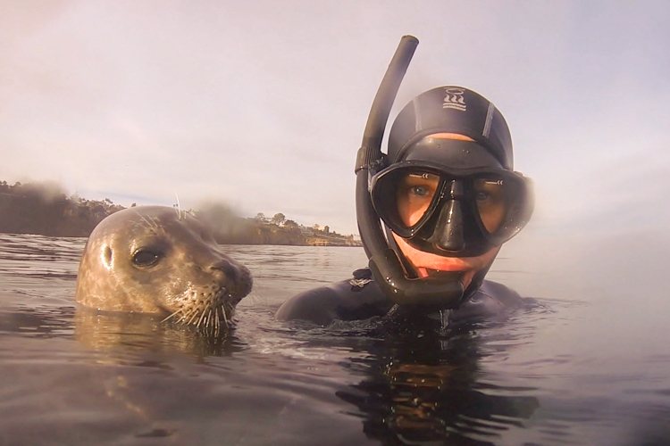 Snorkel with seals in the Boomer's kelp.