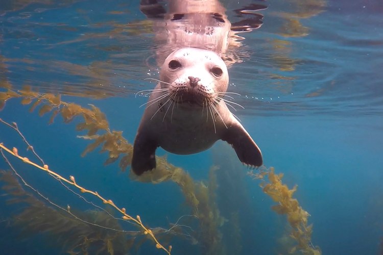 Diving the kelp forest at La Jolla Cove.