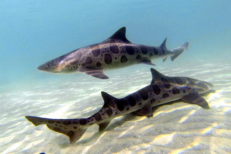 Snorkel with leopard sharks at the Marine Room.