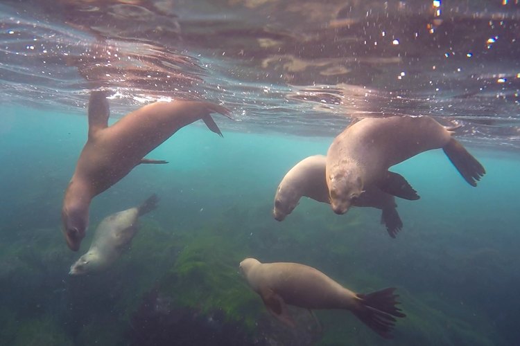 Snorkeling with La Jolla sea lions.