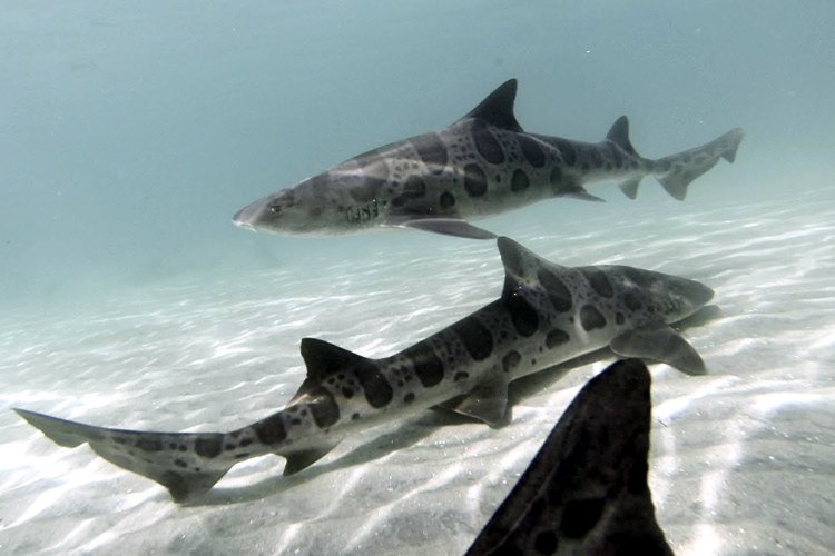 La Jolla leopard sharks snorkeling.