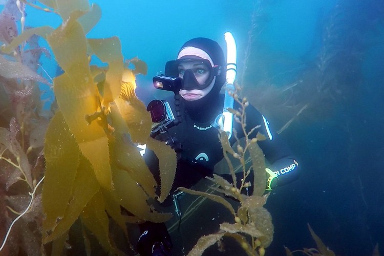 Scuba in San Diego's famous giant kelp forest in La Jolla.