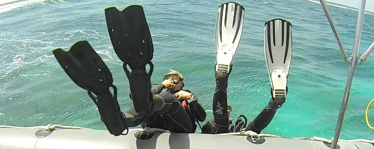 Leopard sharks in La Jolla.