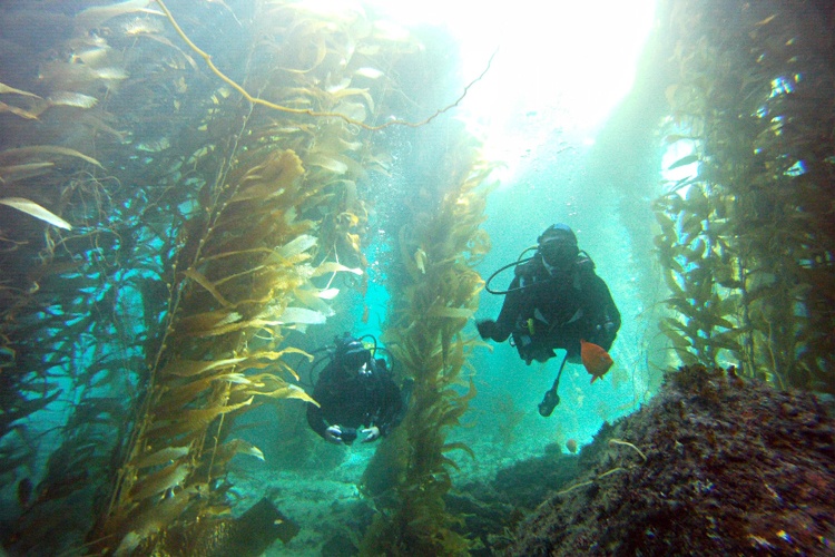 Giant Kelp Scuba La Jolla Cove.