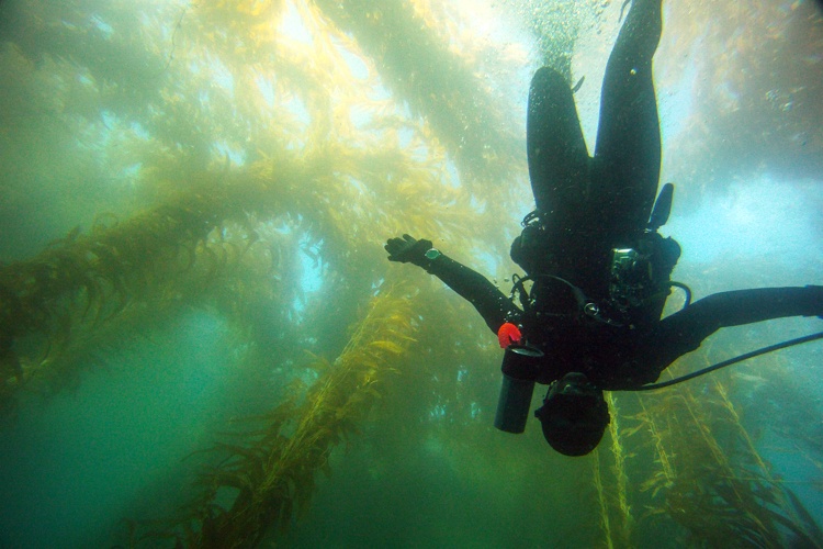 La Jolla Cove scuba diving from the shore.