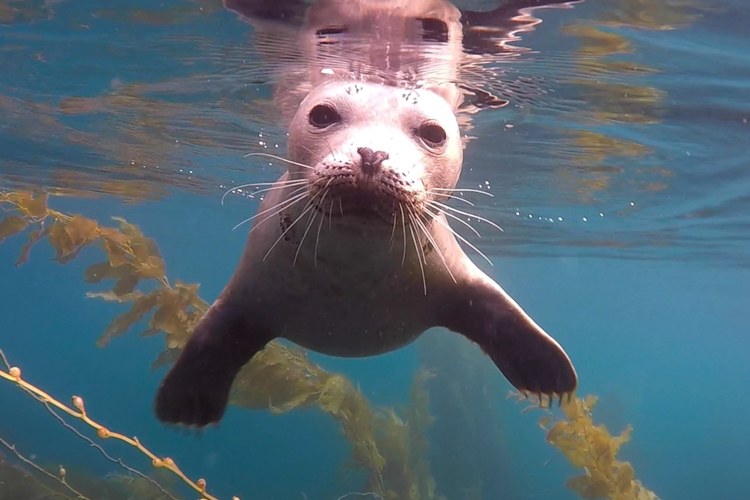 Sea Lions and Seals at La Jolla beach in San Diego, California 2018 