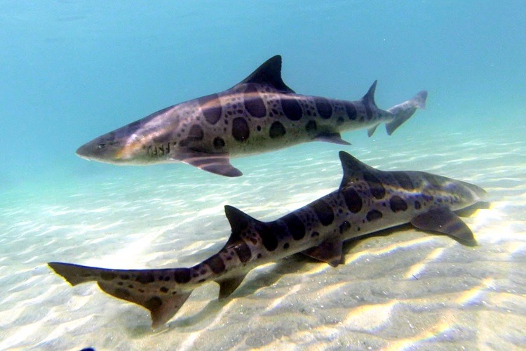 Leopard sharks snorkel.