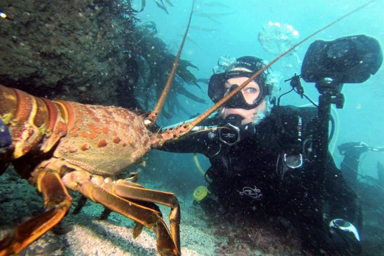 San Diego sea cliffs lobster diving.