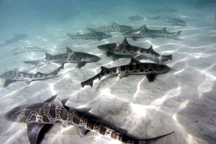 Snorkeling in San Diego with leopard sharks. 