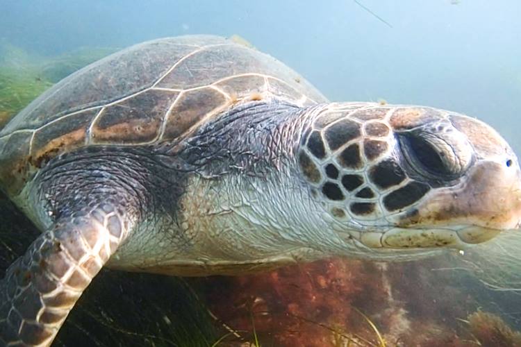 Green sea turtle is cute.