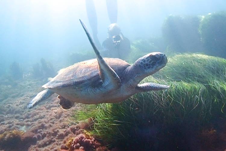 La Jolla ocean snorkeling.