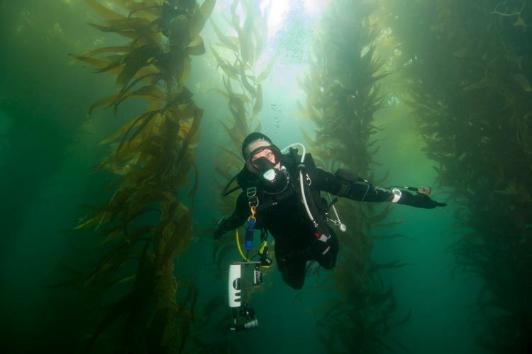 Scuba diving in the San Diego kelp.