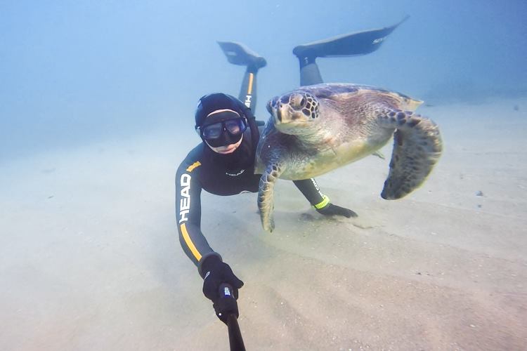 Sea turtle in La Jolla.