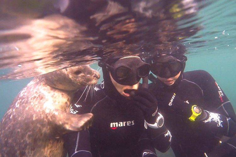 Snorkeling in La Jolla with harbor seals.