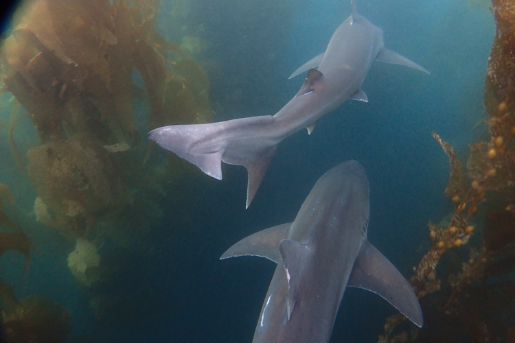 Tope sharks in the La Jolla kelp forest.