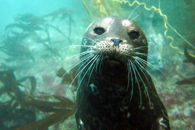 Diving with harbor seals.