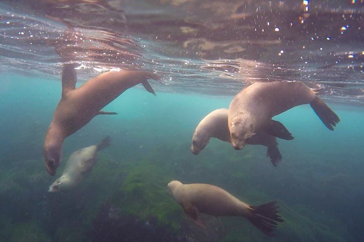 Diving with sea lions below San Diego cliffs.