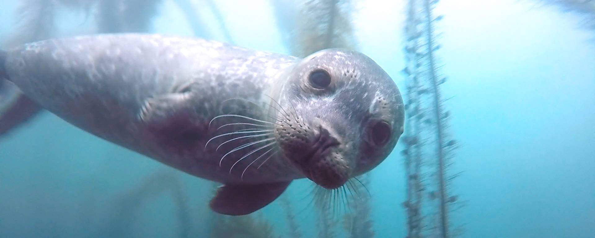 La Jolla scuba diving.