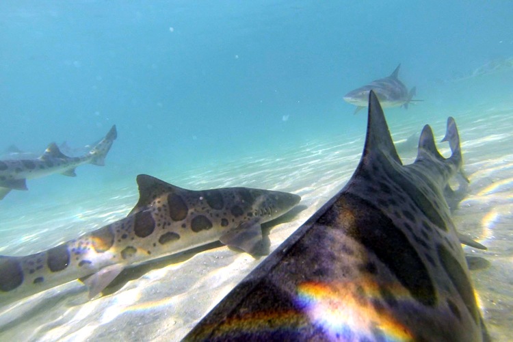 Leopard sharks in La Jolla near Marine Room.