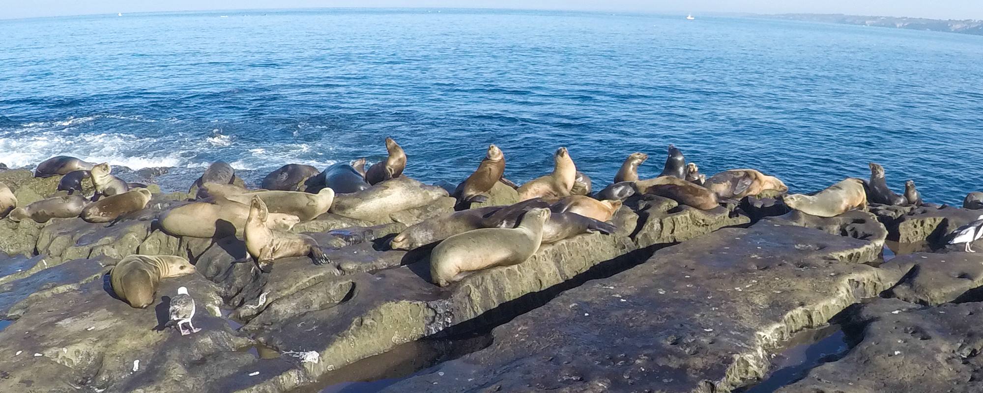 Sea lions in San Diego.