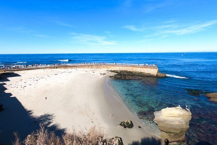 La Jolla Seals and Sea Lions: Exactly How to Visit [Map] - La Jolla Mom