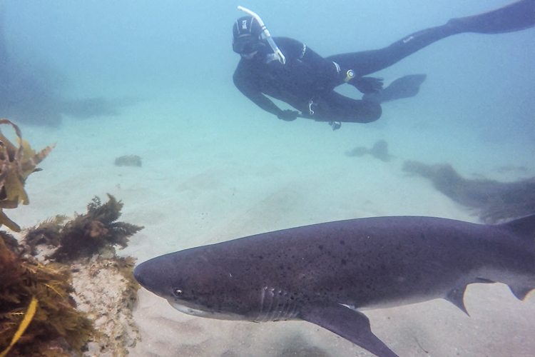 Diving with sevengills.